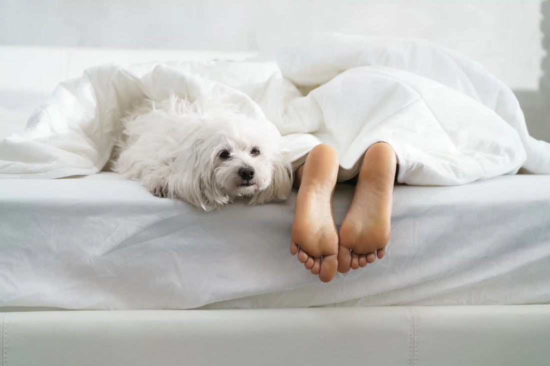 The Best Plush Mattresses in 2022