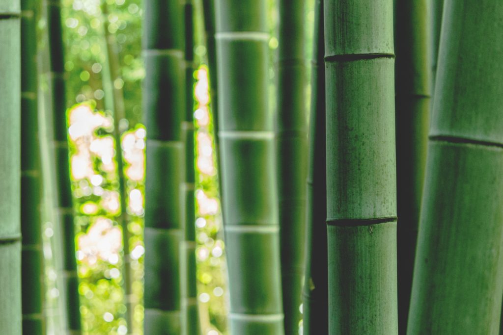 image of green bamboo stalks