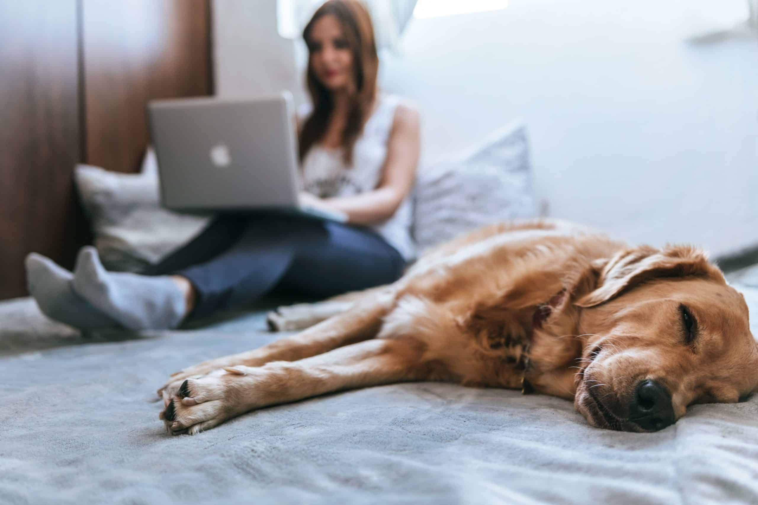 image of a woman on her laptop and a dog laying down on a bed